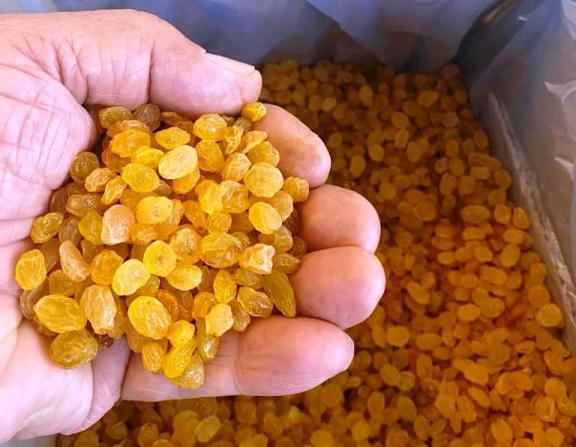 پخش انواع کشمش انگوری طلایی به سراسر کشور 